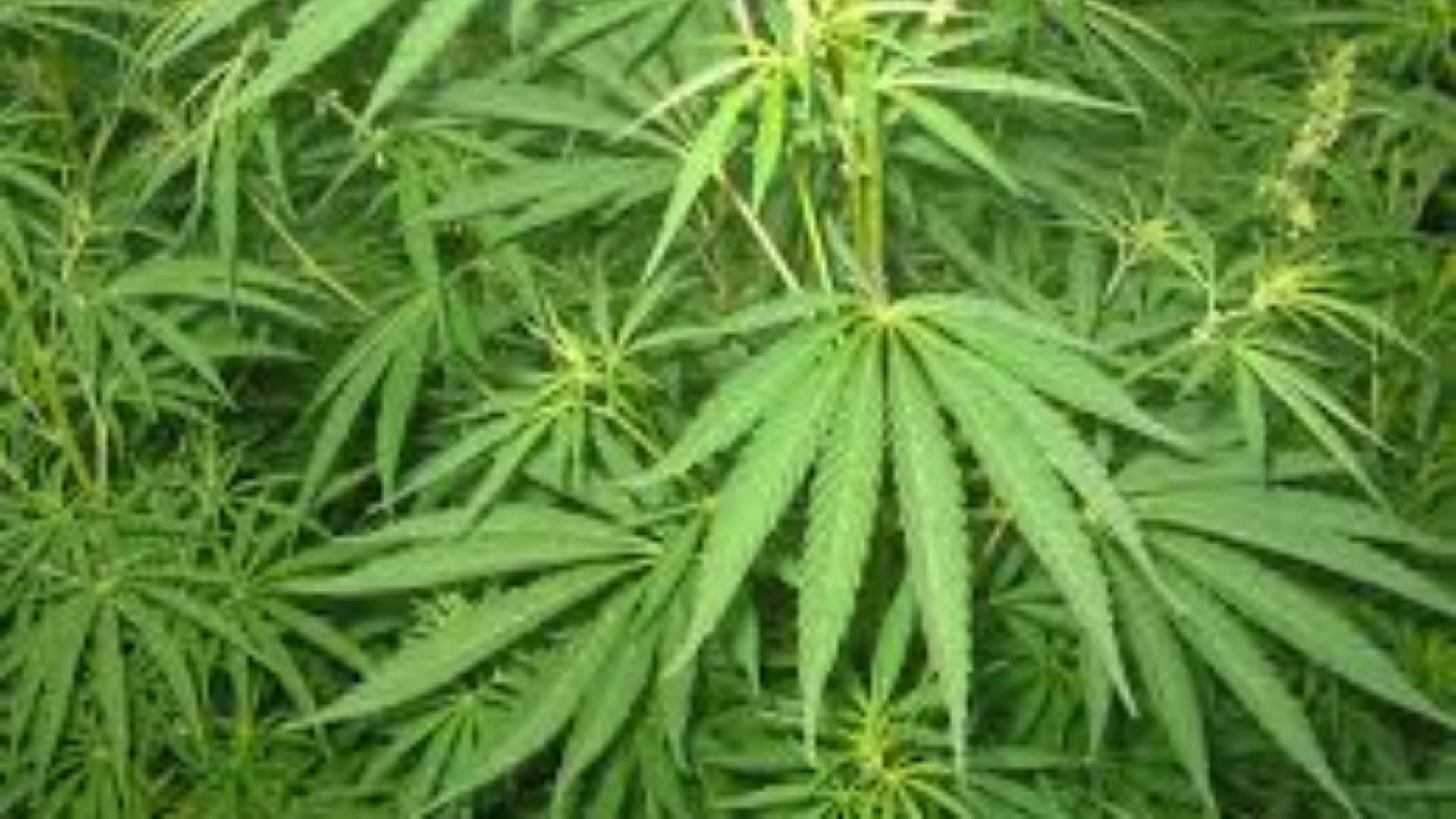 MTV sources: There is a move to appoint the regulatory authority for cannabis today