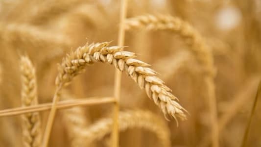 Egypt’s strategic reserves of wheat at 3.6 months of consumption- minister