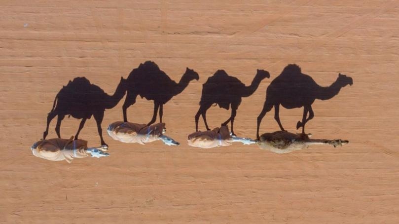 Camels Ejected From Beauty Contest Over Botox Use and Other 'Tampering'