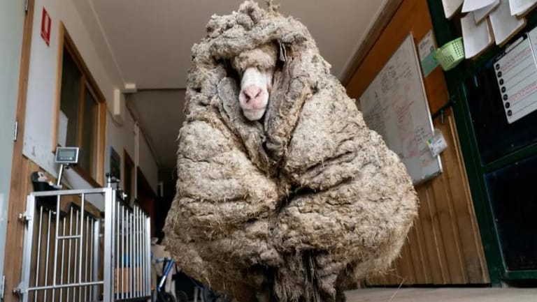 Sheep Sheds 35kg Fleece After First Haircut in Years