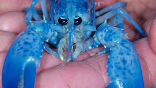 Blue Lobster Found by Jersey Fisherman in 'One-in-Two-Million' Catch