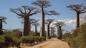 Scientists solve mystery of ancient tree of life
