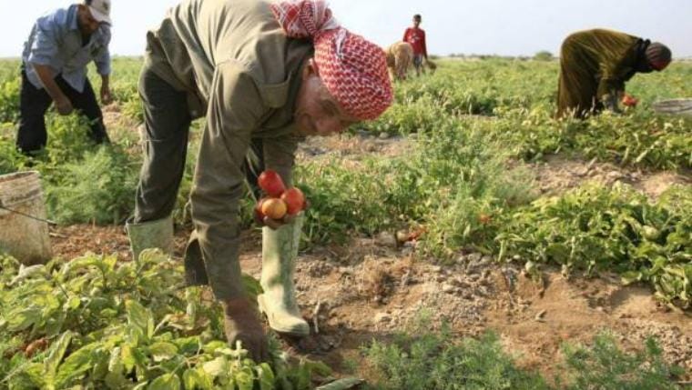 الأمن الغذائي رهن باستمرار القطاع الزراعي