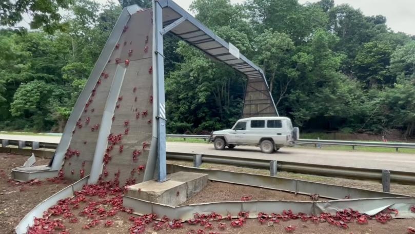 50 Million Cannibal Crabs Shut Down Roads in Australia