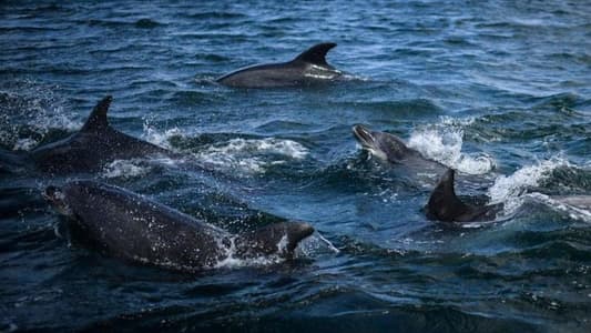 Fungus That Killed Dolphins in Early 2000s May Have Come From Humans, Study Finds