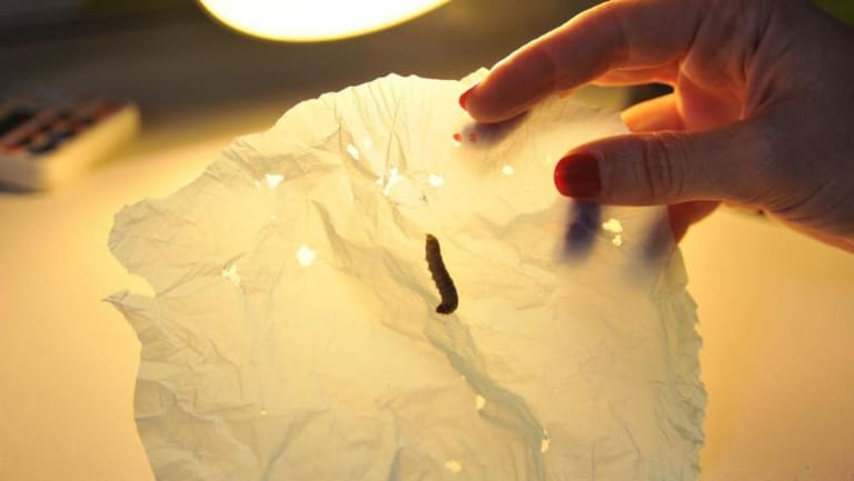 Lowly Wax Worm's Saliva May Boost Fight Against Plastic Pollution