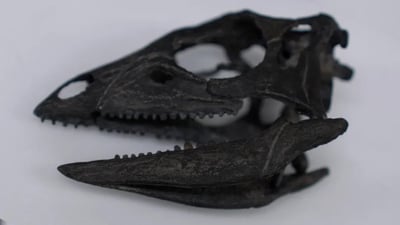 Dog-Sized Dinosaur Discovered Among Giant Species