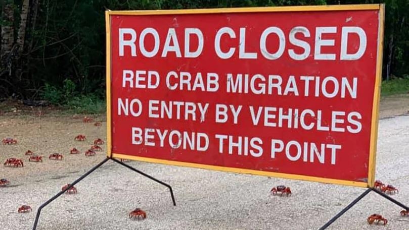 50 Million Cannibal Crabs Shut Down Roads in Australia