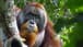 Wounded Orangutan Uses Plant as Medicine