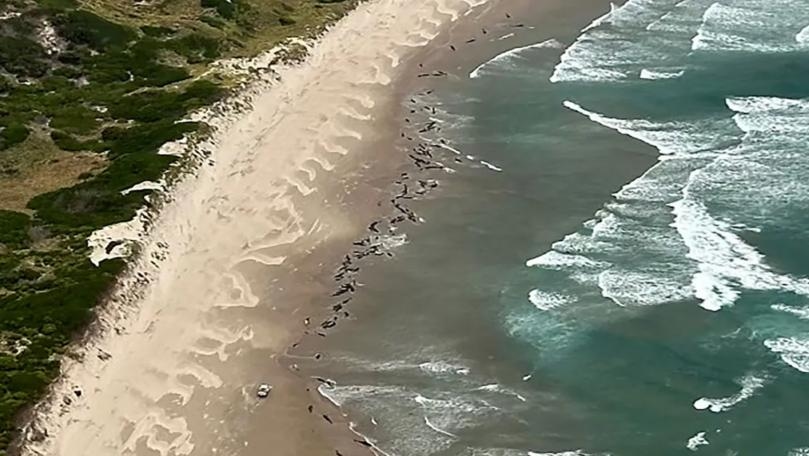 بالصور: أكثر من 150 حوتاً على الشاطئ