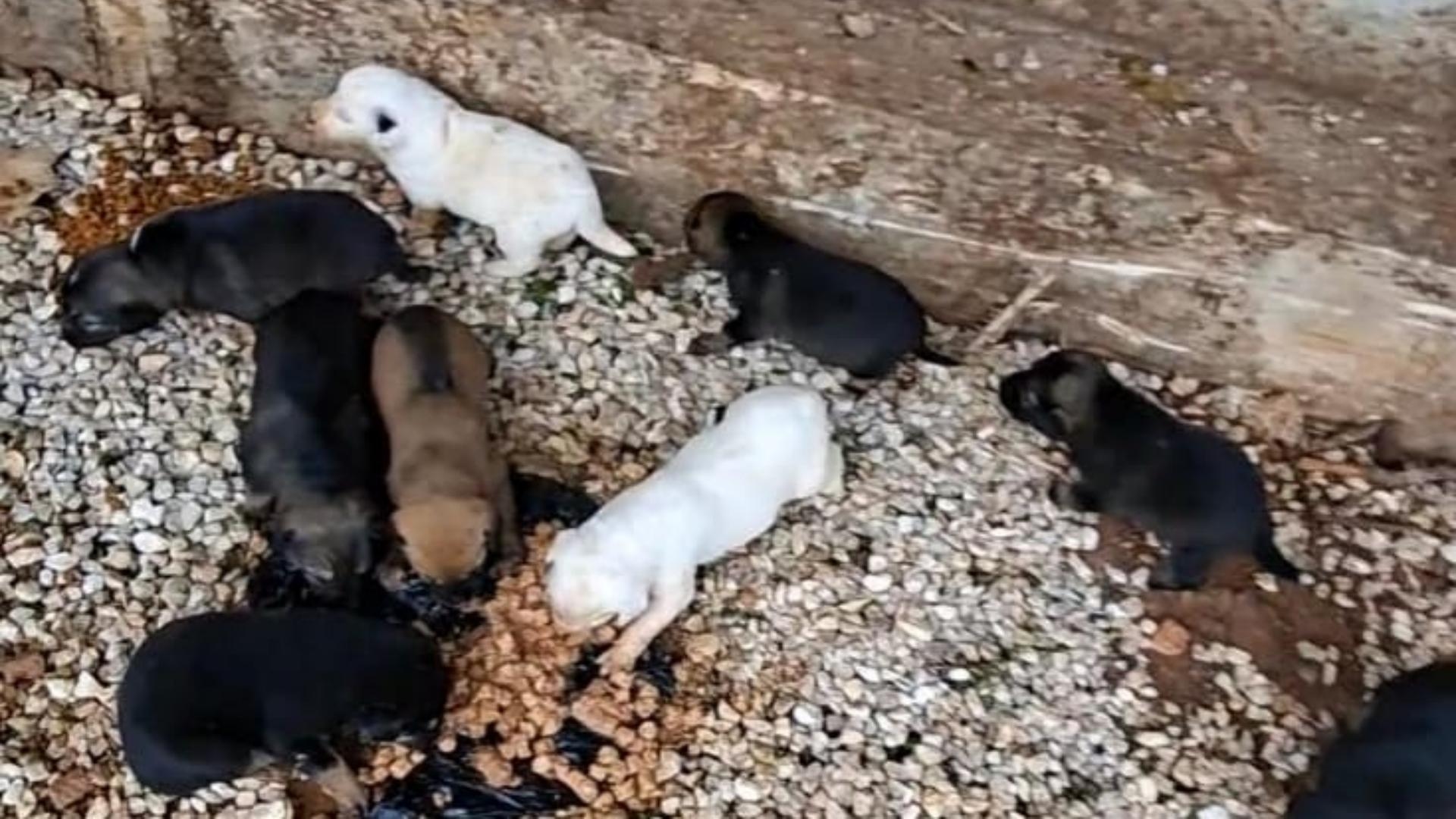 بالفيديو: وضع مأساويّ في "مأوى الموت"... وهكذا برّر رئيس البلديّة