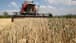 Poland, Slovakia, and Hungary to Defy EU and Extend Ban on Ukrainian Grain Imports