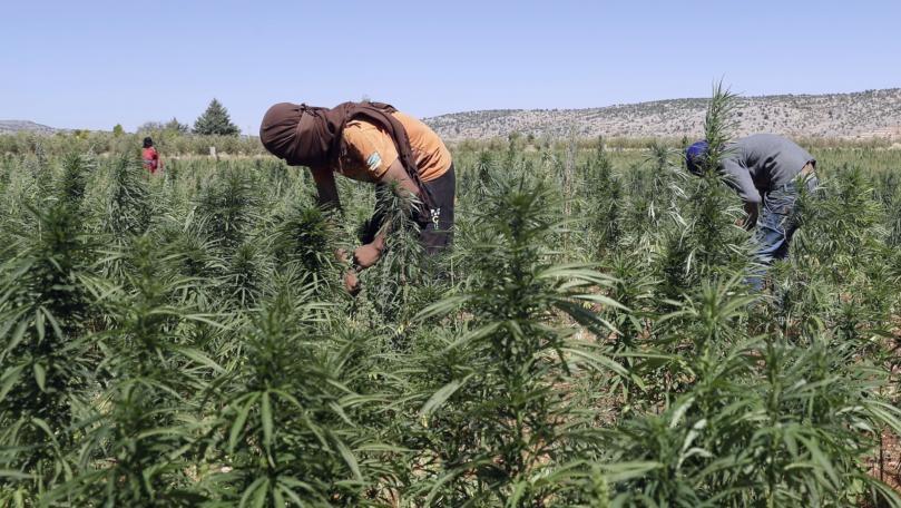 زراعة الحشيشة تُحتضر!