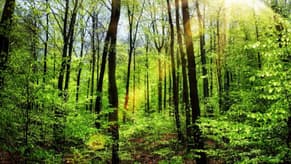 الاحترار المناخي.. دراسة تكشف نتائج "عكسية" لزراعة الأشجار