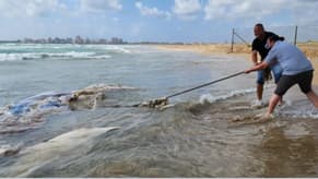 حوت نافق على شاطئ لبناني