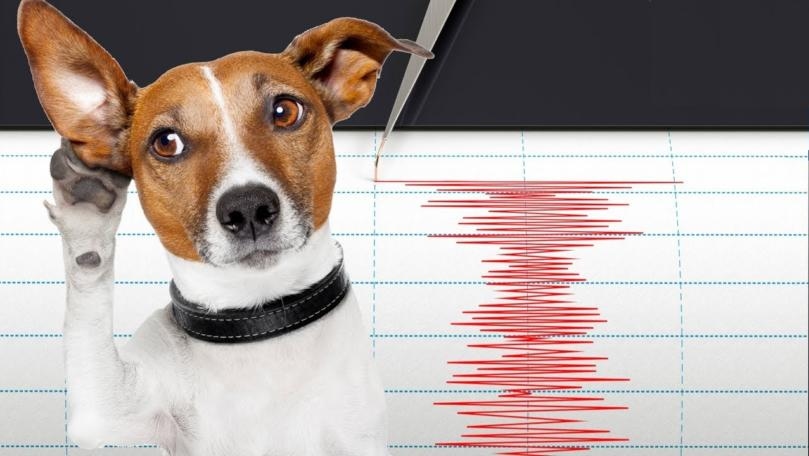 How Can Animals Sense Early Earthquakes?
