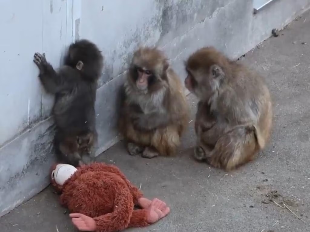 بالصّور: القصّة التي أبهرت العالم...