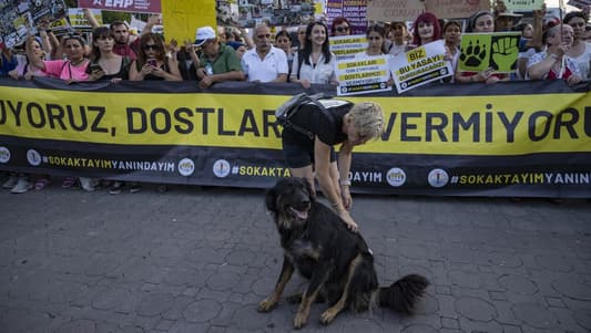 Turkey passes law to round up stray dogs, opposition vows appeal