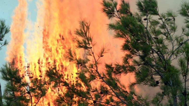 حريقٌ مفتعل... بحثاً عن الفحم والحطب!