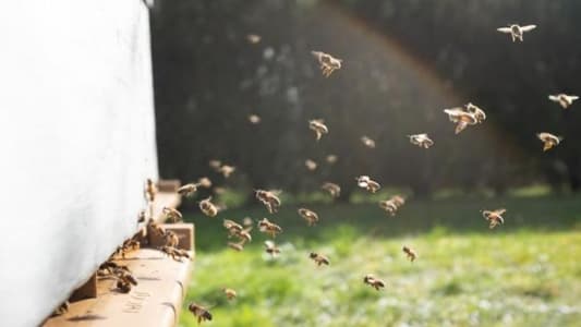 Meat-Eating Vulture Bees Have Evolved Special Gut Bacteria to Feast on Flesh