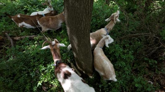 Goats Released in New York City Park to Eat Invasive Weeds