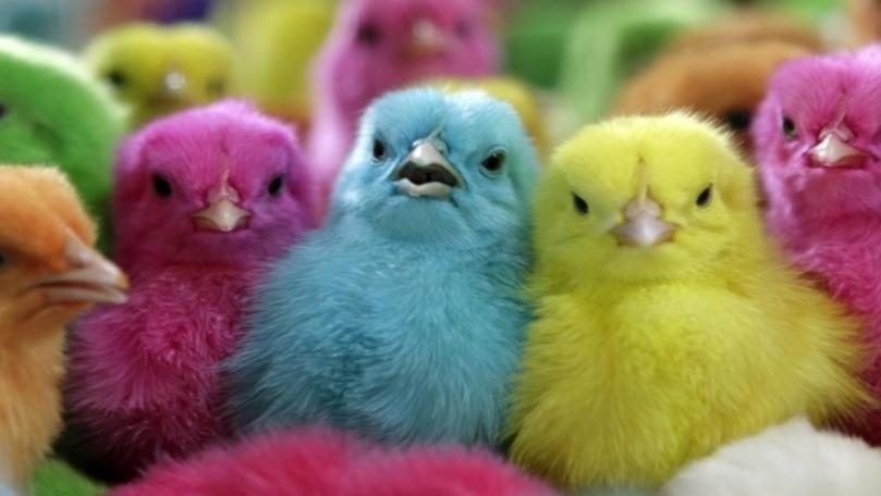 تجارة تستغل عيد الفصح... وبكتيريا تهدّد أطفالكم!