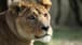 Trainee was locked in with lions at Belfast Zoo