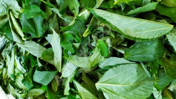 بالفيديو: "ملوخيّة" منتهية الصلاحيّة... معدّة للبيع في الأسواق!