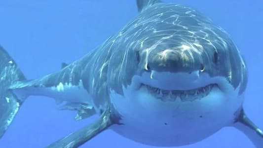 Sharks Read Earth's Magnetic Fields to Navigate the Seas