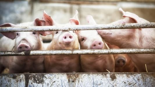 Organ Decay Halted, Cell Function Restored in Pigs After Death, Study Finds
