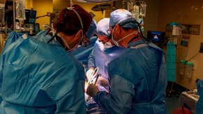 US Surgeons Transplant Pig Kidney to Live Patient in World First