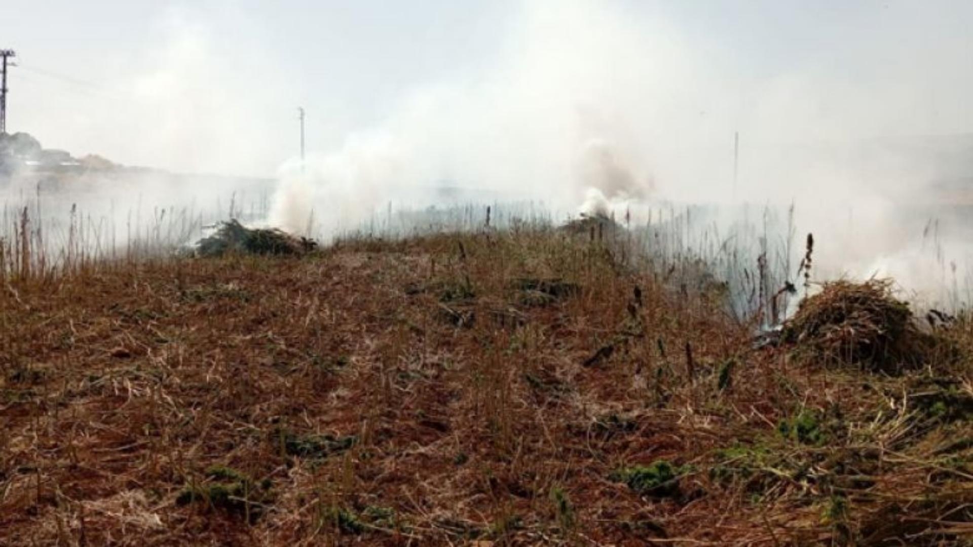In Pictures: Cannabis Crops Destroyed And 17 People Arrested!