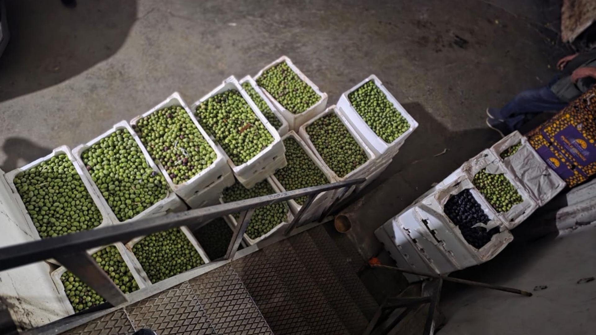 Photos: Authorities Seize Smuggled Produce