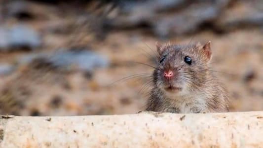 Much-Maligned Rats Unlikely to Spark Next Pandemic, According to Study