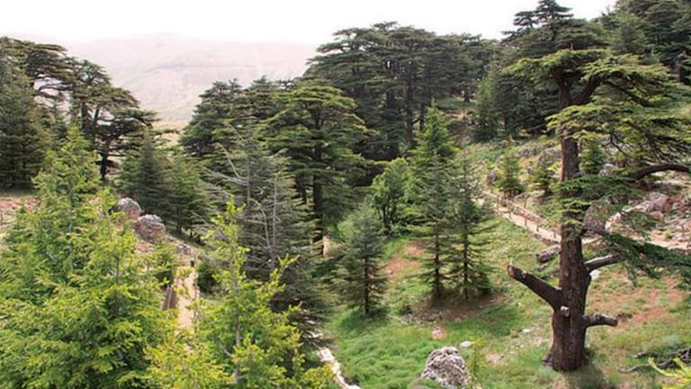 ياسر نعمة رئيسًا للجنة محمية أرز تنورين بالتزكية