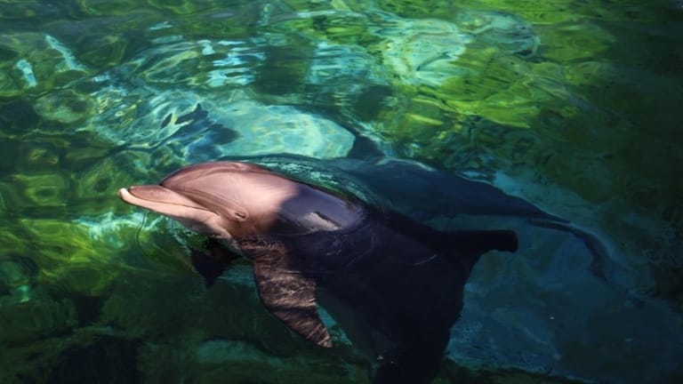 Italy to open Europe's first marine sanctuary for dolphins