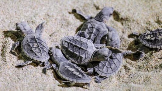 Why 99 Percent of Sea Turtle Babies Are Now Born Female, According to Scientists
