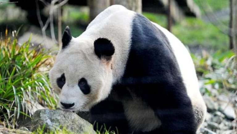 Edinburgh Zoo’s Giant Pandas to Return to China this Year