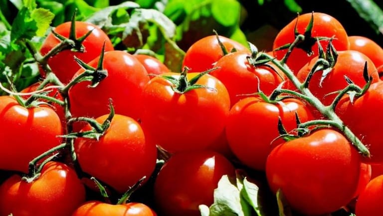 Scientists Make Way for Gene-Edited Tomatoes as Vegan Source of Vitamin D