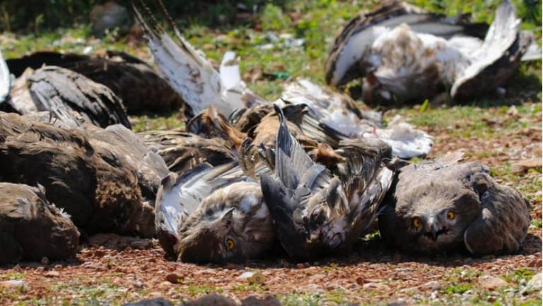 يقتلون المهاجرة... ويفتكون بالمقيمة