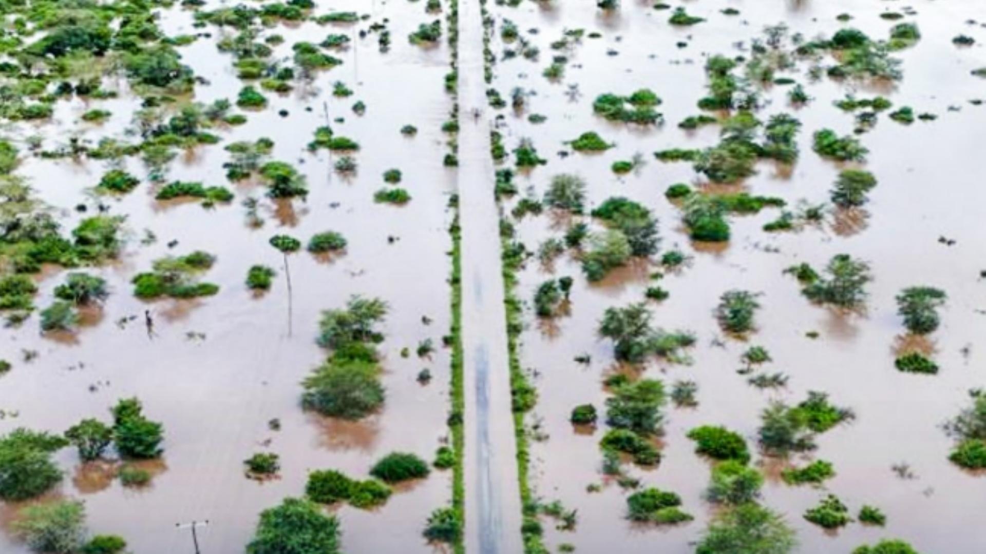 بعد الفيضانات.. التماسيح تغزو الشّوارع