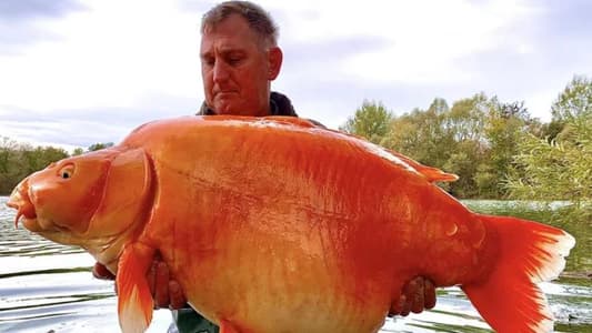 Man Catches World's Biggest Goldfish Weighing 30.5kg