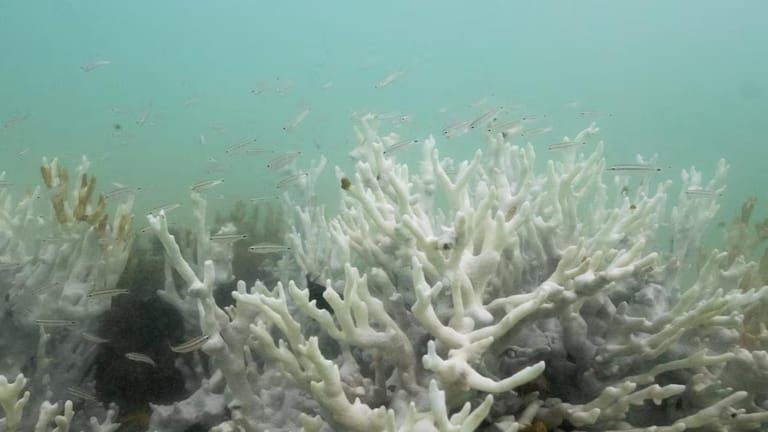 Climate Tipping Points Being Crossed, Scientists Warn Ahead of COP30