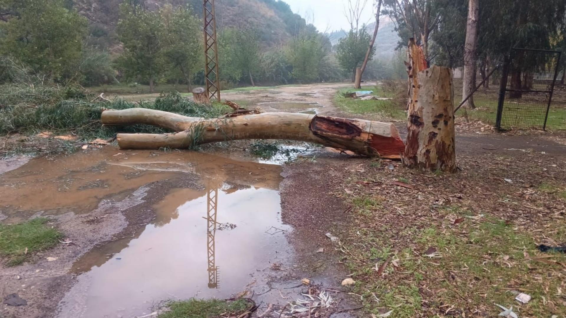 بالصّور: جريمة بيئيّة