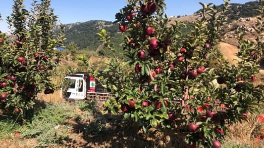 خوفاً من الكساد: مزارعو التفاح يرفعون الصوت