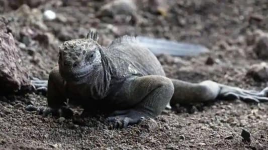 Iguanas Reproducing on Galapagos Island Century After Disappearing