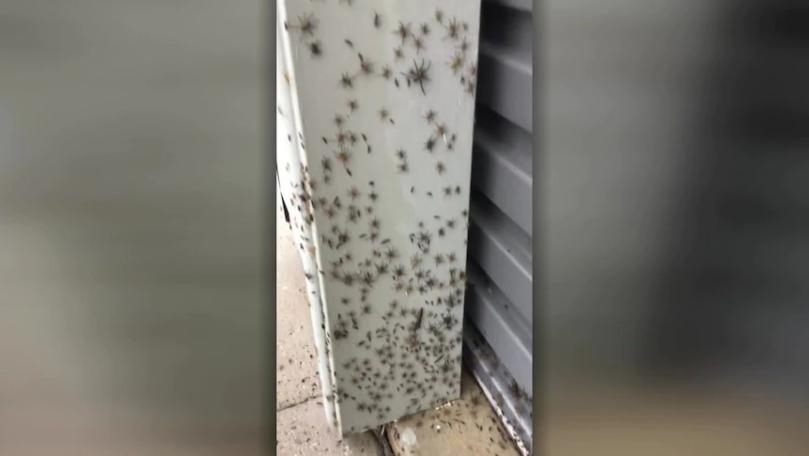 Australians Share Footage of Swarms of Spiders Fleeing Into Homes to Escape Rising Floodwaters