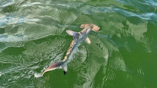 Scientists Discover Hammerhead Shark Nursery in Ecuador's Galapagos