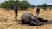 Southern African Nations Fear More Elephant Losses to Drought
