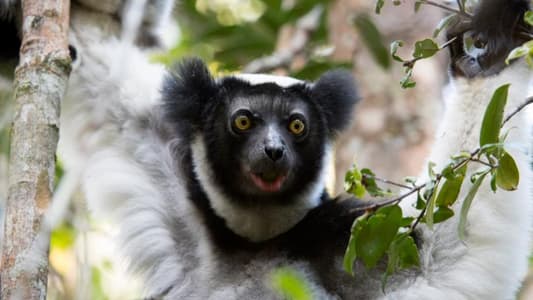 Singing Lemurs Have Rhythm Just Like Humans, Study Finds